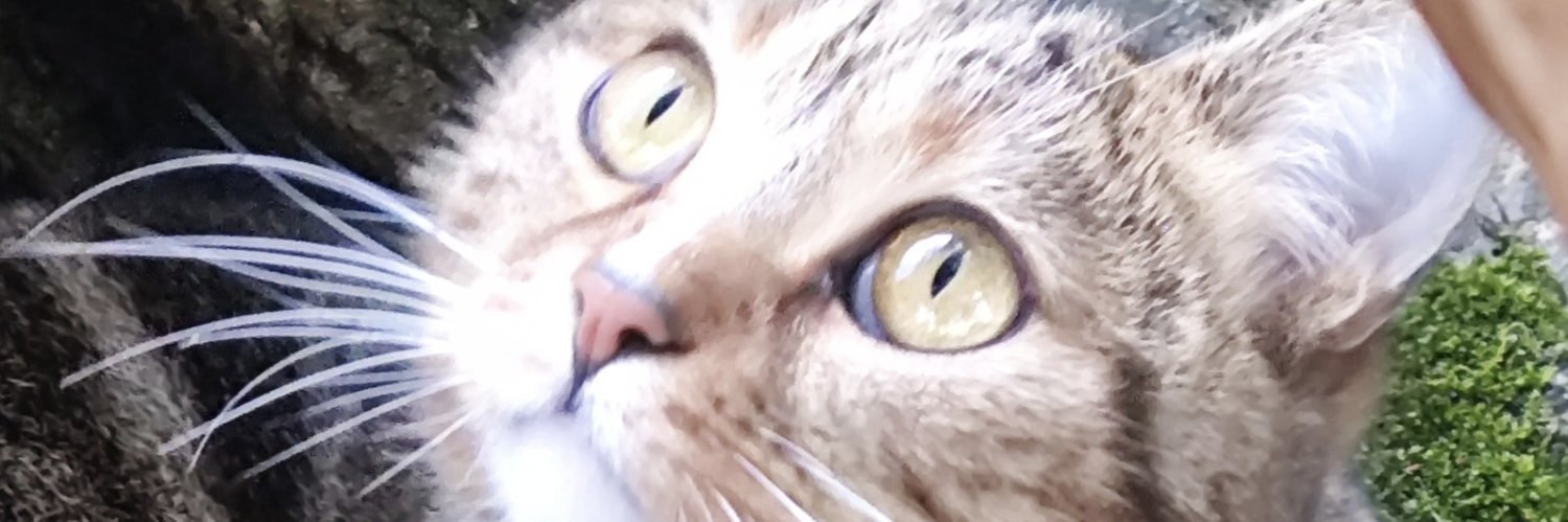 NeoHotaru0's profile banner image