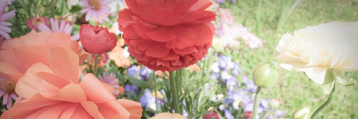 usaringo's profile banner image