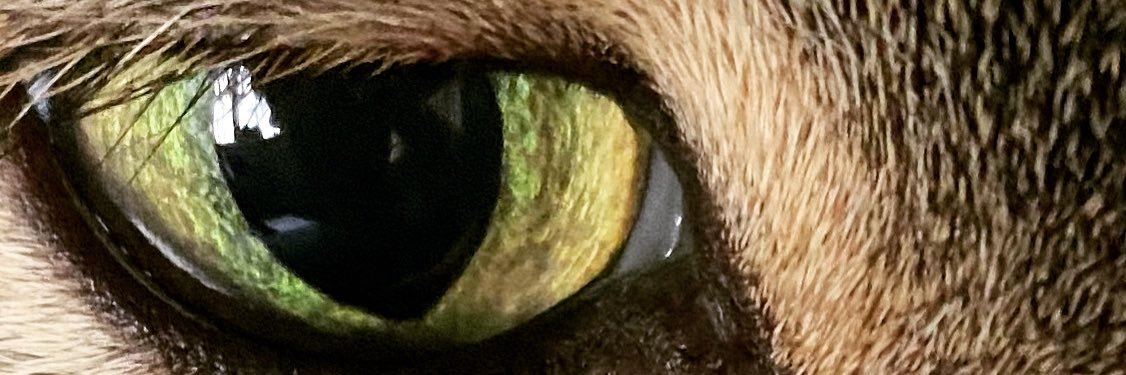 Imogen Challis banner