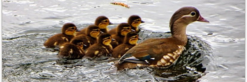 ConservationHP banner