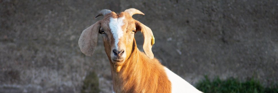 GoatMeatCo's profile banner image