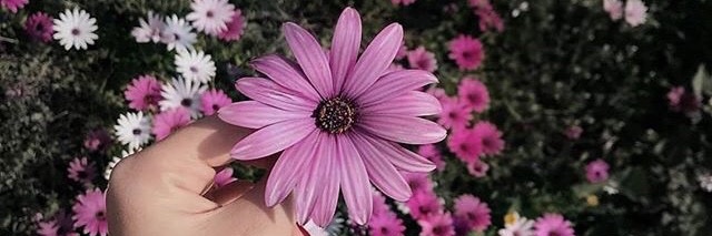 MilaIndri1's profile banner image