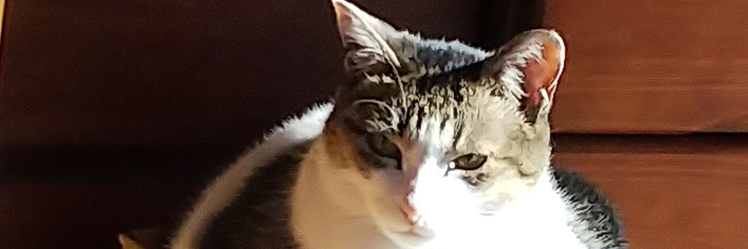 MizueKitty's profile banner image