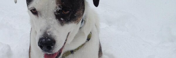 lisamjarvis Profile Banner