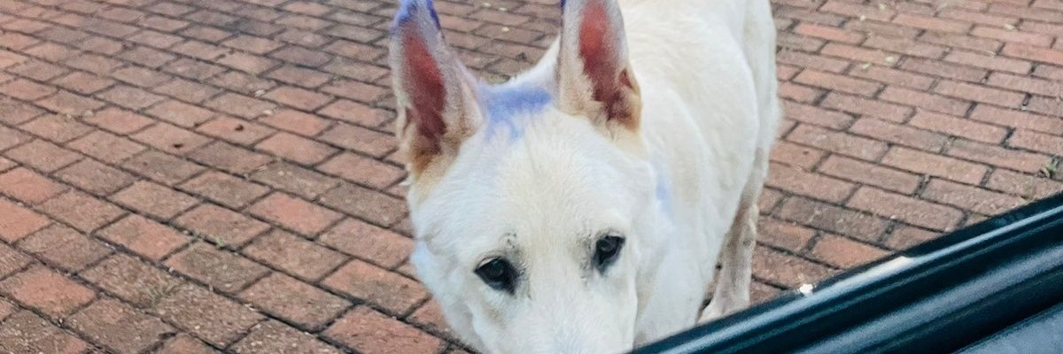 SbuMap's profile banner image