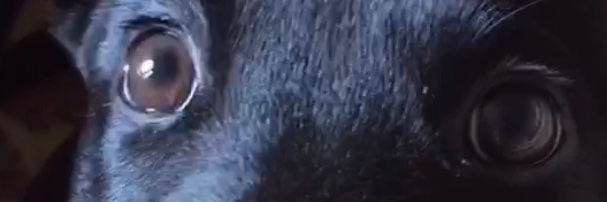 frooty pehbble banner
