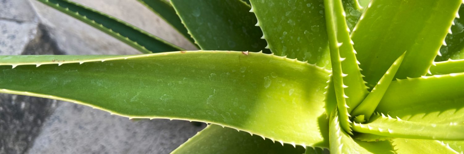 Sofi Calvo banner