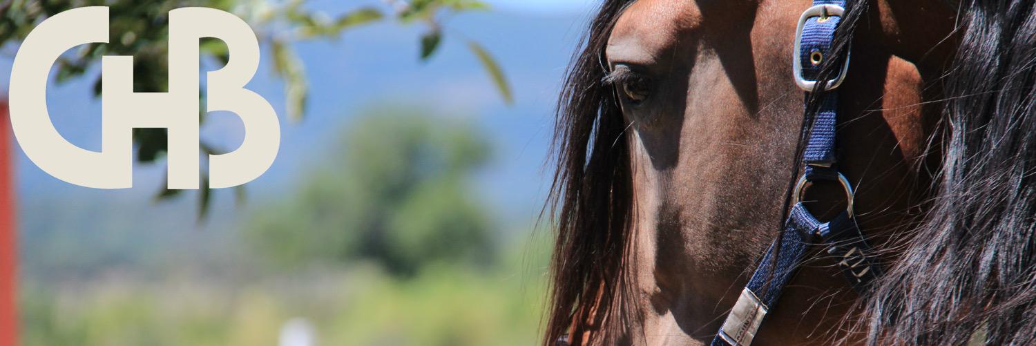 Centro_Hipico's profile banner image