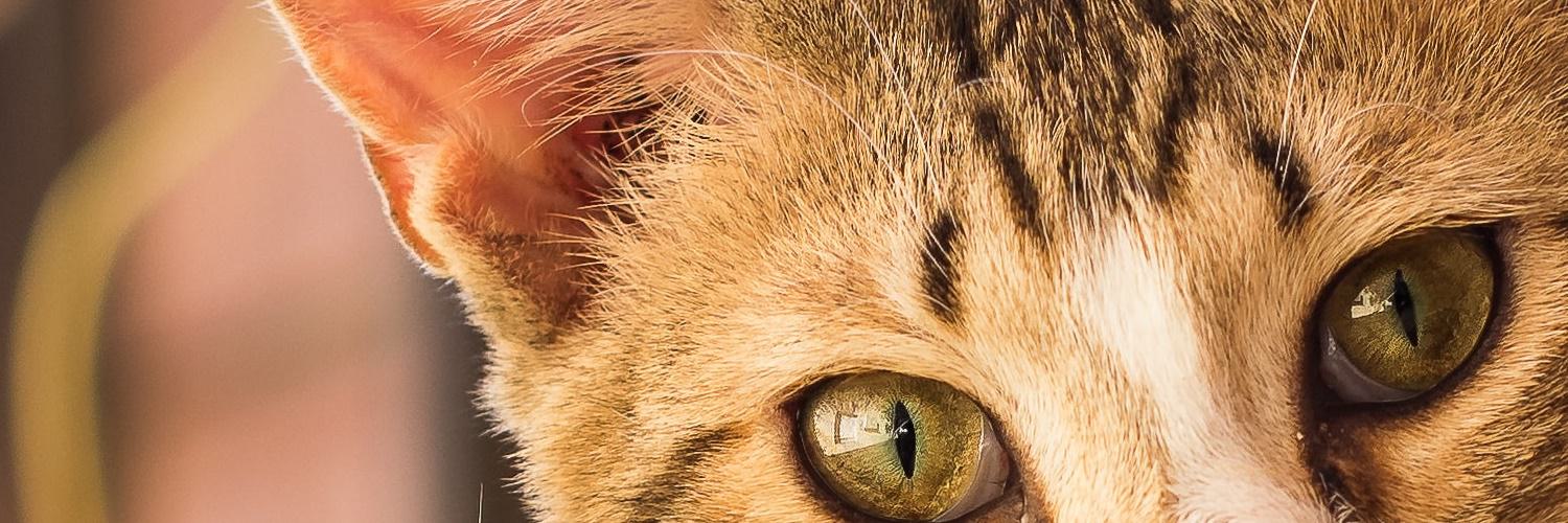 ターログ📖シンプルな情報ブログ banner