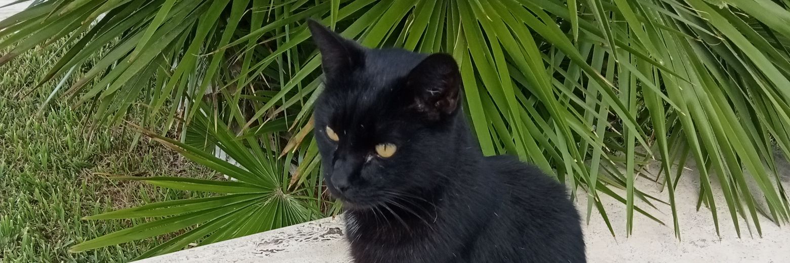 FurryDuffer's profile banner image