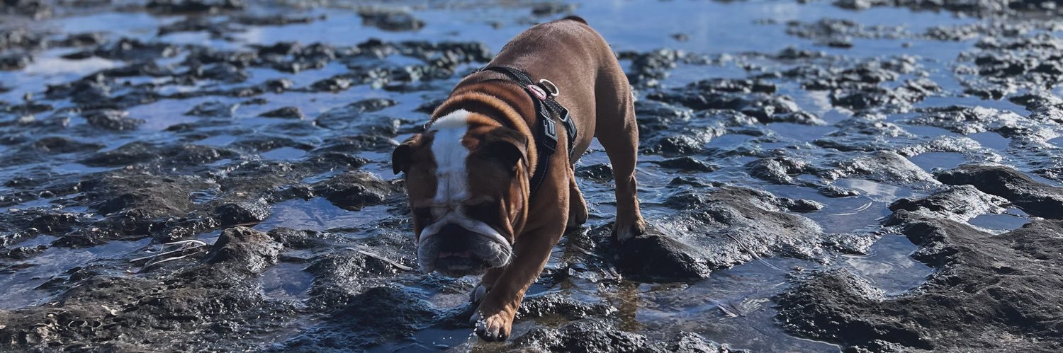 Harrison Williams banner