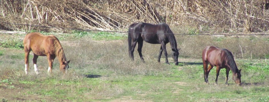 Stanley Bridges banner