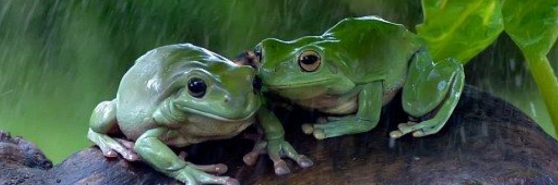 Erin (sanji admirer) banner