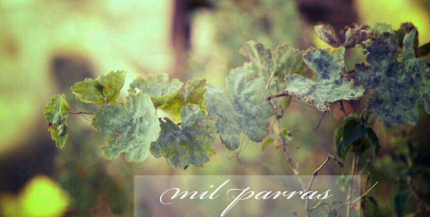 milparras's profile banner image