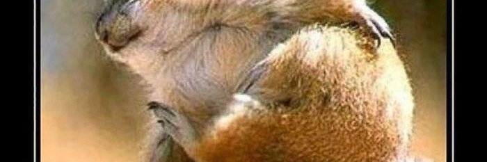 boblaif's profile banner image