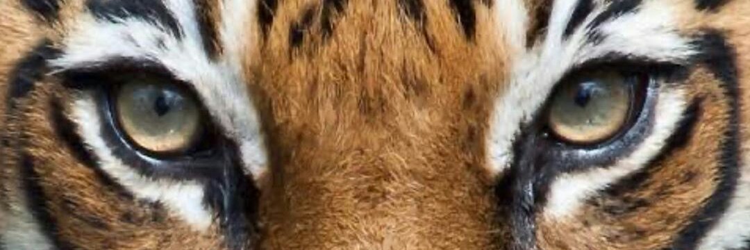 AuliaAmera's profile banner image
