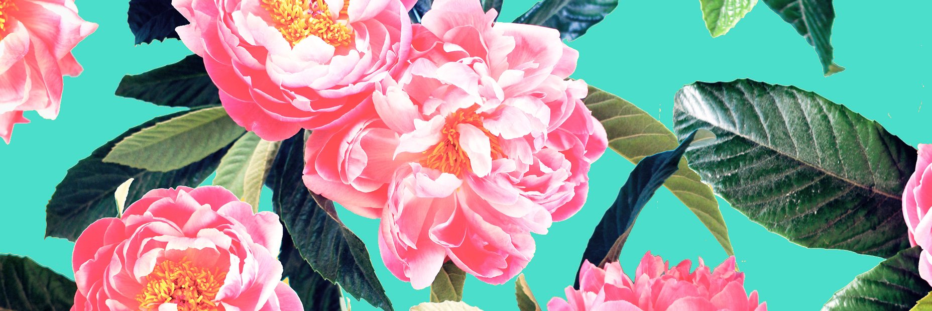 Michelle Losekoot banner