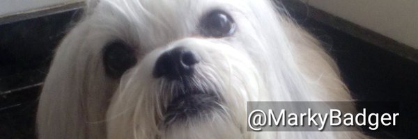 MarkyBadger Profile Banner