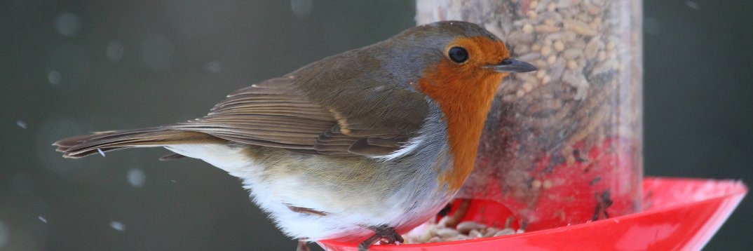 Irish Garden Birds banner