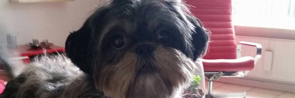 Geadewit's profile banner image