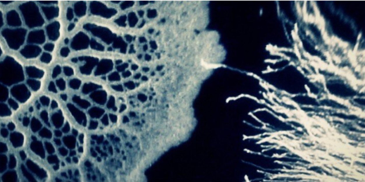 agnesidene's profile banner image