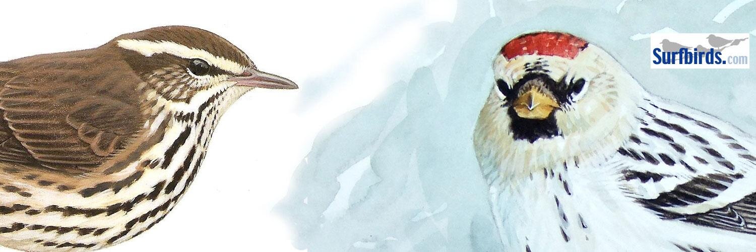 Surfbirds banner