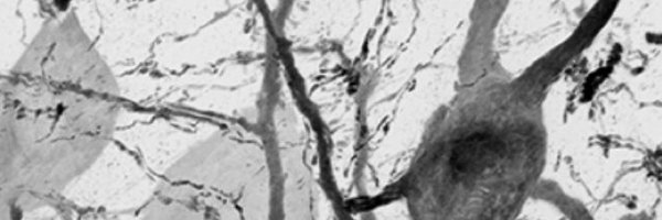 thefrankslab Profile Banner