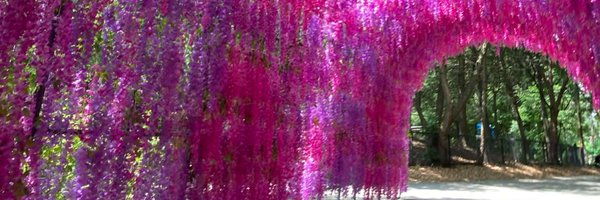 lauracrimaldi Profile Banner