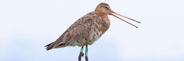 projectgodwit Profile Banner
