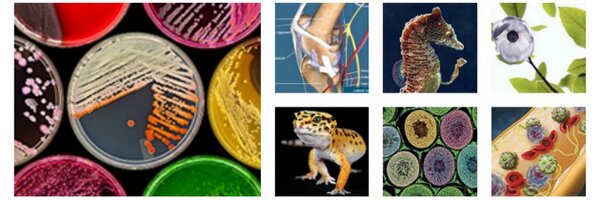 BCA_update Profile Banner