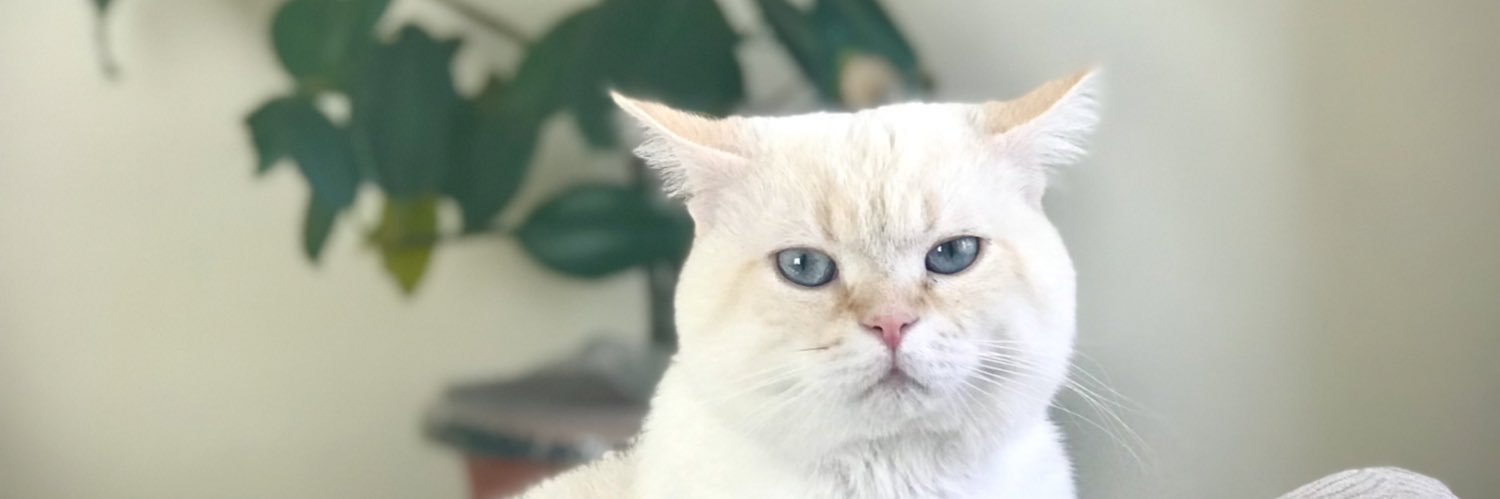 hakkı özel banner