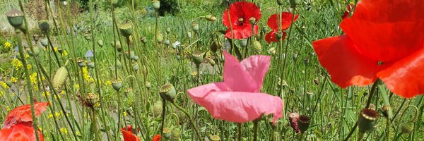 julia_hoehler Profile Banner