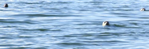JThomasRanken Profile Banner