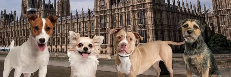 APDAWG's banner