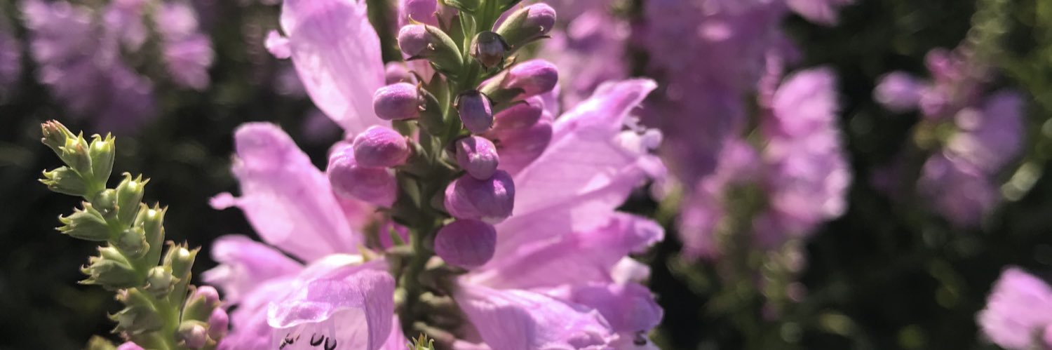Carol Needles banner