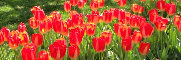 IdilSeker Profile Banner