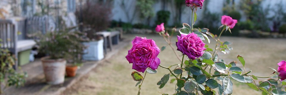 鎌倉スワニー banner