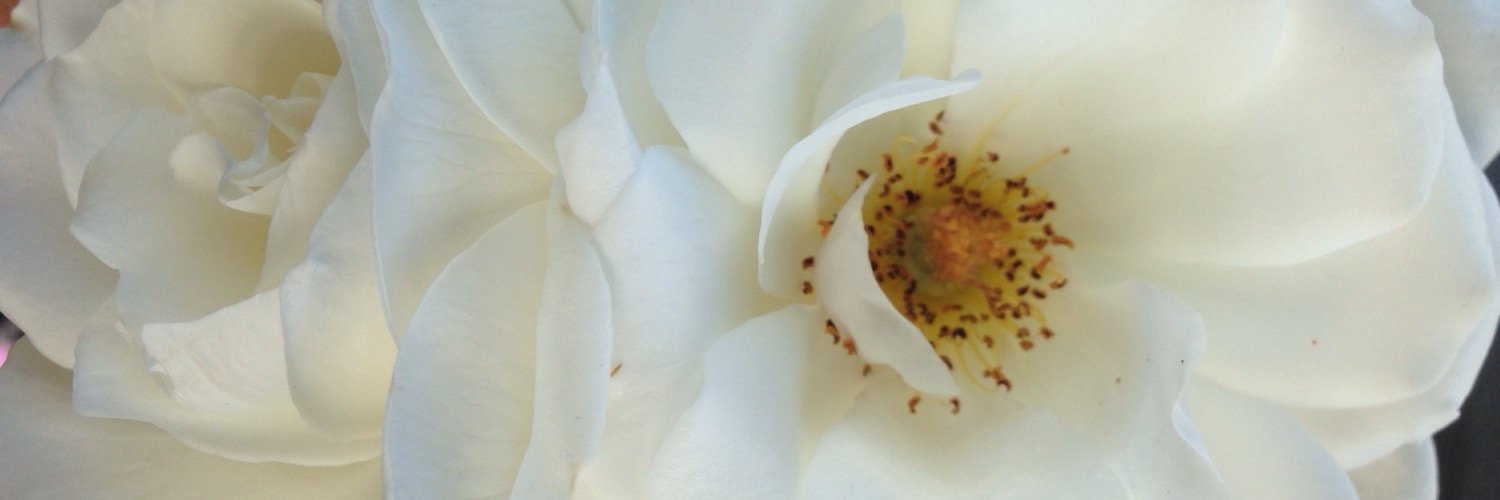 ashleyevalle's profile banner image