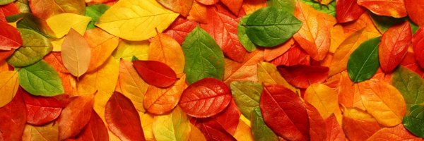 chenpearl Profile Banner