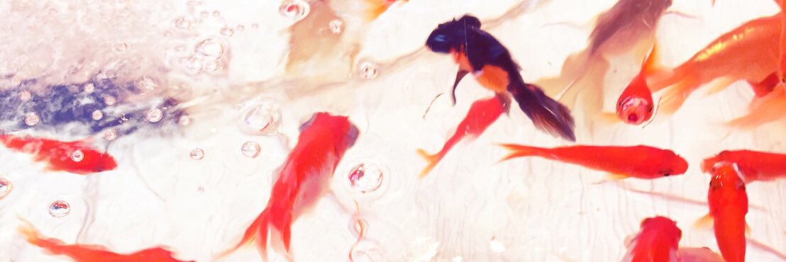 pandmars's profile banner image