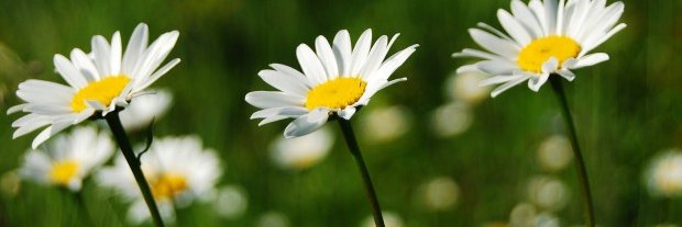 Emily Daniels banner