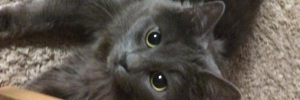 CPiddy74 Profile Banner
