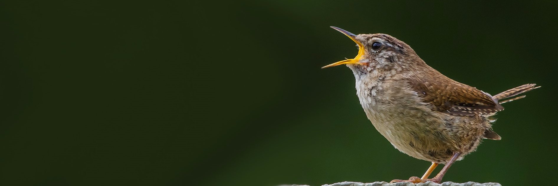 femalebirdsong's profile banner image