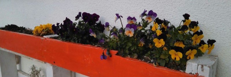 Elena Ruiz Peralta banner