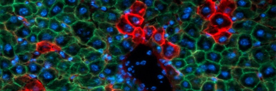 MSU Micro & Cell Biology's banner