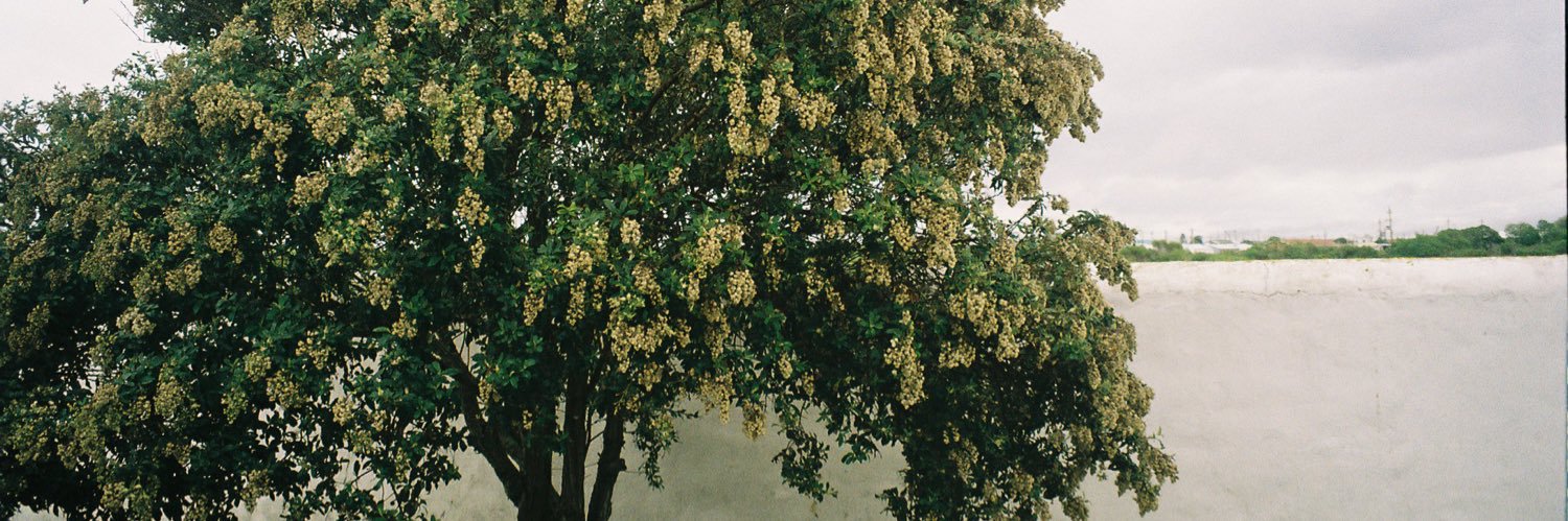 Isabella_DR's profile banner image