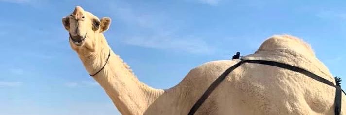 almarfa1's profile banner image
