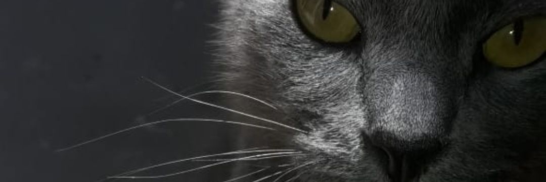 meme_agus's profile banner image