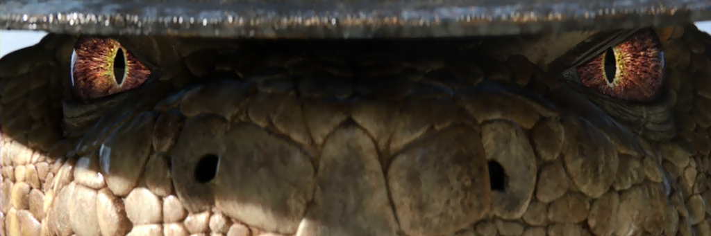 enzonara's profile banner image