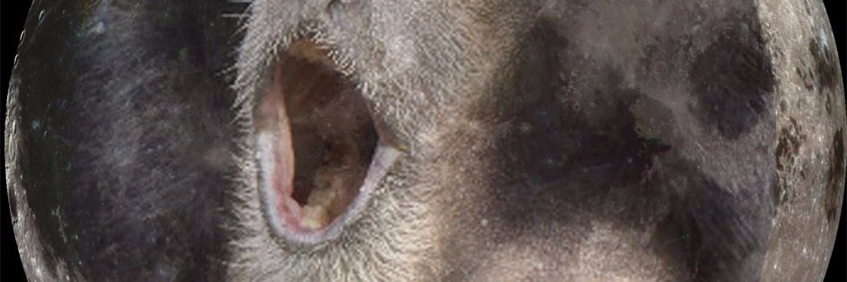 Mister Simian banner